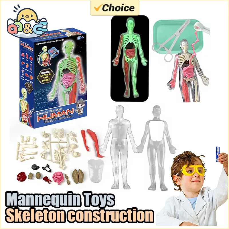 Menselijk skelet orgel anatomi - Model Kit Fantasy recensie en prijs